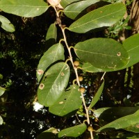 Bridelia retusa (L.) A.Juss.